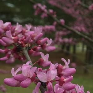 Meet your Posher, Joni